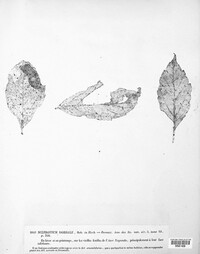 Sclerotium dorsale image